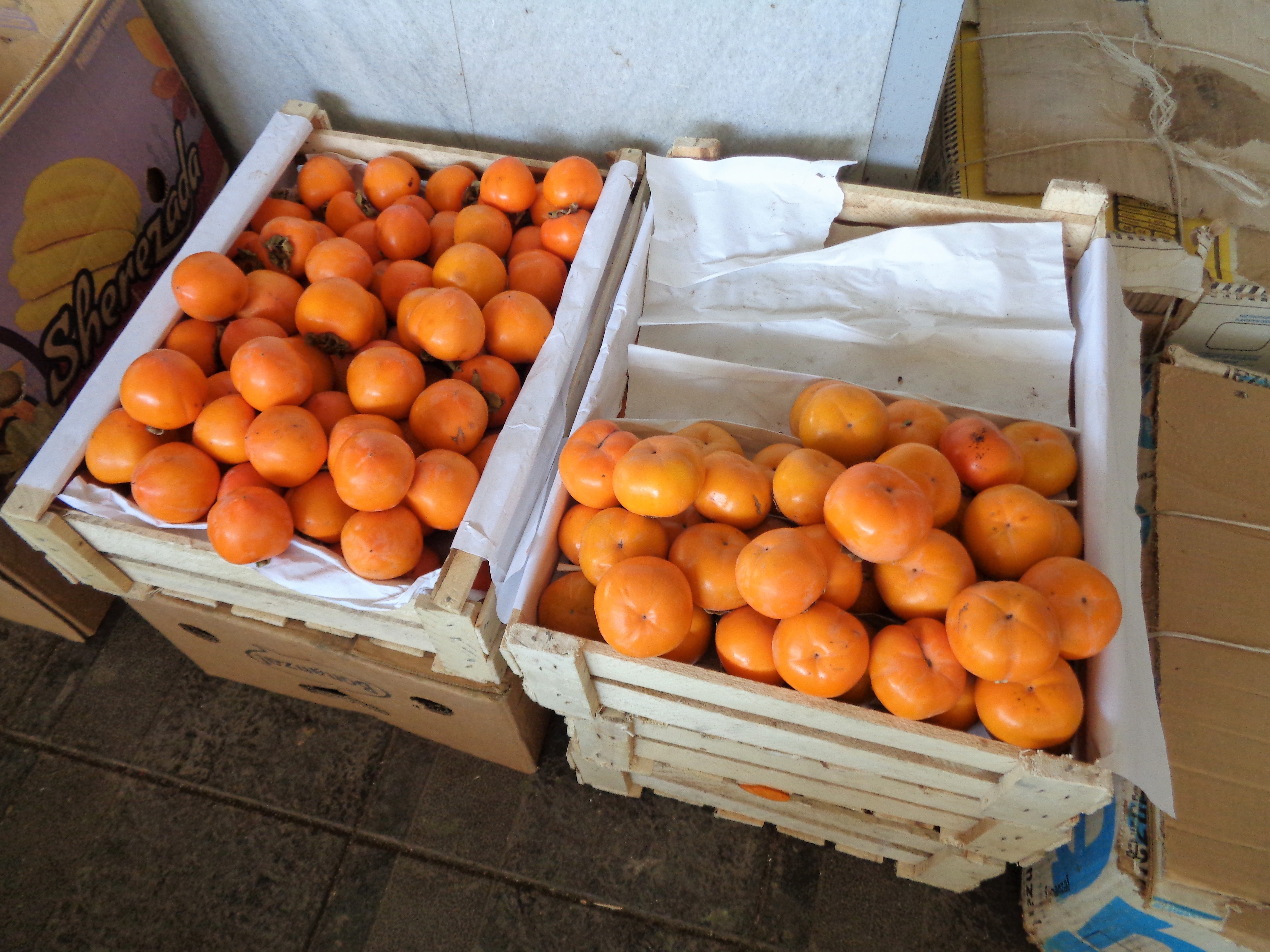 male_female_persimmon