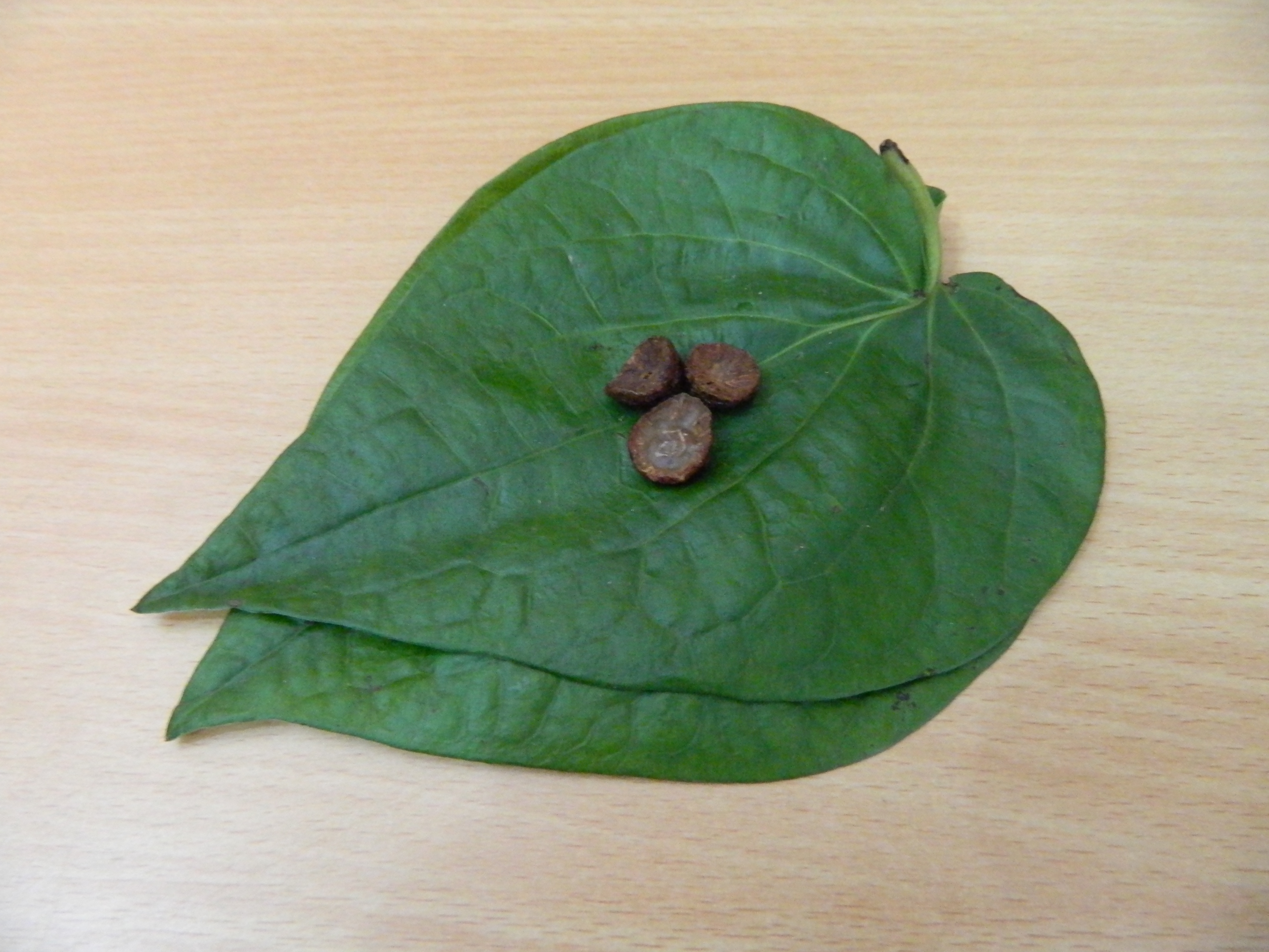 a_aesthetic_betel_leaf